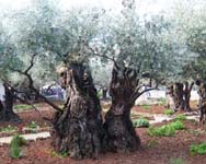 Olive Tree 